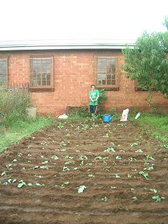 field after transplanting