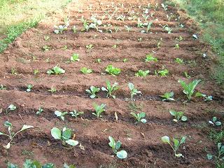 growing plants