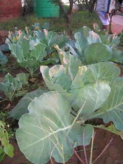 plants