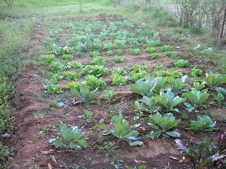 Food Garden